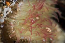 Aggregating Anemone