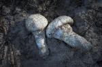 Matsutake - Tricholoma magnivelare