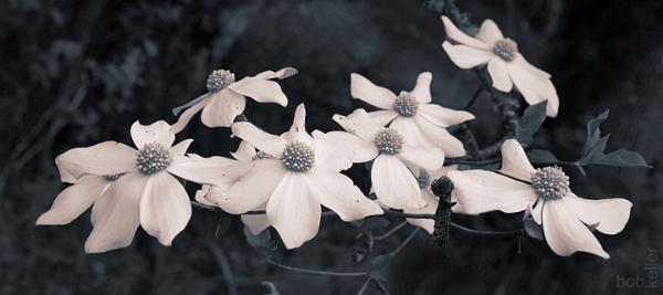 May Flora - Pacific Dogwood
