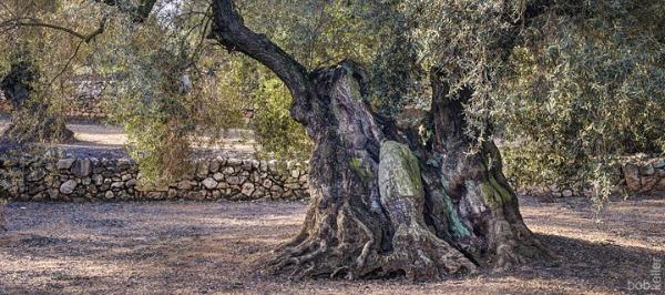 Oliovo Milenario 17 - Ancient Spanish Olive